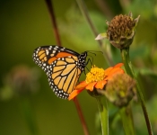 2020 09 13 LongFellowGardens 036